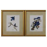 BLUE JAY/ BLUE BIRD BY JOHN J AUDUBON