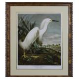 SNOWY HERON BY JOHN J AUDUBON