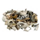 Lot Assorted Seashells