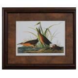 VIRGINIA RAIL BY JOHN J AUDUBON