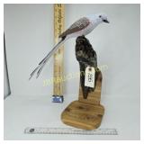 SCISSOR TAIL FLYCATCHER - WALL MOUNT