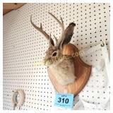 JACKALOPE