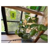 PLANT