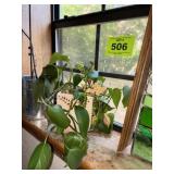 PLANT