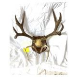 SET OF TWO ANTLERS