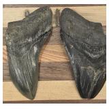 (2) Large Megalodon Teeth