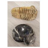 Trilobite & Goniatite Fossils