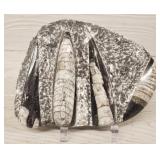 Orthoceras Fossil w/ Stand