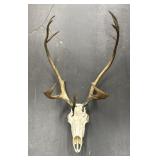 Alaska Caribou Skull & Antlers