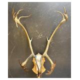 Large Alaska Double Shovel Caribou Skull & Antlers
