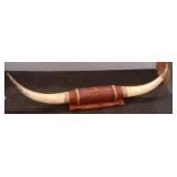 Long Horn Steer