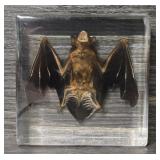 Encased Bat