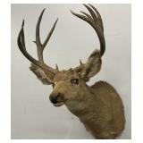 4-Point Oregon Mule Deer Mount