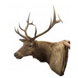 Beautiful Elk Shoulder Mount