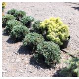 evergreen ground cover >>>