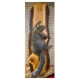 Gray Squirrell Mount;