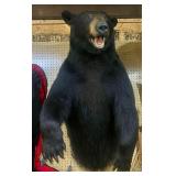 Black Bear wall Mount;