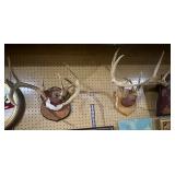 Antler Mounts;