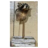 Racoon Head Mount;