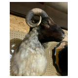 White Goat Ram Shoulder Mount>