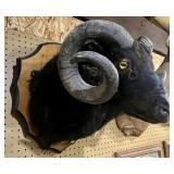 Black Goat Ram Shoulder Mount>