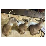 Deer Shoulder Mounts;