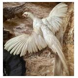 White Pheasant Mount;