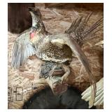 Ruffed Grouse Mount;