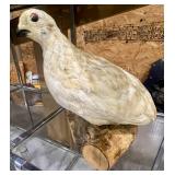 Vintage Stuffed Bird possibly Grouse;