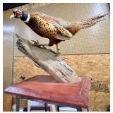 Ringneck Pheasant on Log mount;