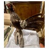 Kalij Pheasant Mount;
