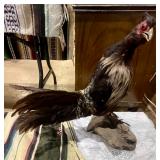 Kalij Pheasant Mount;