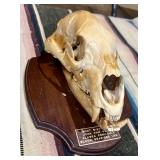 Black Bear Skull Mount;