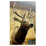 Elk Mount;
