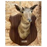 Antelope Taxidermy Mount;