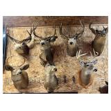 Various Mule & Whitetail Deer Mounts;