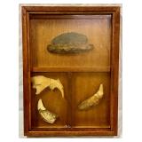 Shadowbox with Animal Teeth;