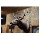 5 X 5 Elk Shoulder Head Mount >