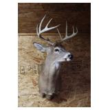 10 Point Whitetail