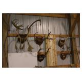 antlers