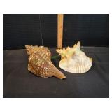 (2) Large Conch Shells