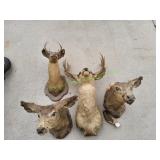 (4) Deer Mounts