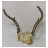 Whitetail Antler Rack 4 Point Buck