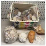 Group Of Shells Group Of Shells