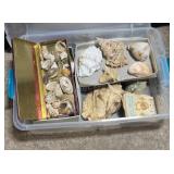 Collection of Sea Shells Collection of Sea Shells