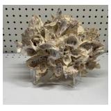 Oyster Shell Cluster