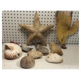 Shells. Coral, Sea Star & More Shells. Coral, Sea Star & More