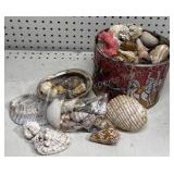 Sea shell Collection Sea shell Collection