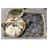 Sea Shells & Sea Glass Sea Shells & Sea Glass