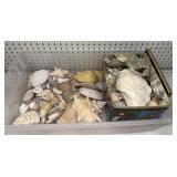 Seashell Collection Seashell Collection